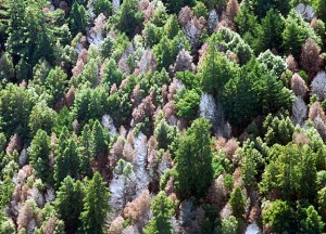 Sudden oak death in Marin County, California. Photo by USFS Region 5, Flickr Creative Commons