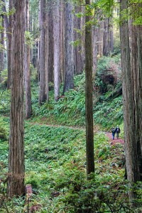 Emily and Harry in Prairie Creek Redwoods State Park.