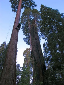 A researcher climbs a giant sequoia at Mountain Home Grove next to a burned giant sequoia that remains alive with two vigorous sprouts near its broken top. Photo credit: Bob Van Pelt