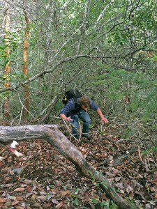 My colleague Richard Campbell tries to make his way uphill through the thick brush.