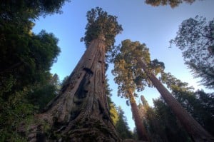 Redwoods and sequoias, like these, easily grow hundreds of feet tall. Photo courtesy of Bob Wick.