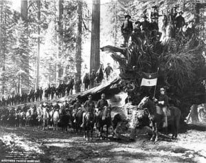 U.S. Cavalry with the Fallen Monarch tree, Mariposa Grove, 1899. In the days before park rangers, the army administered the national park.