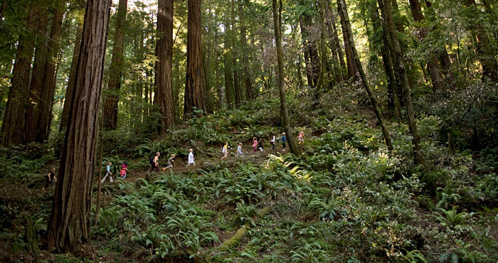 We connect people to the redwood forest. Photo by Paolo Vescia