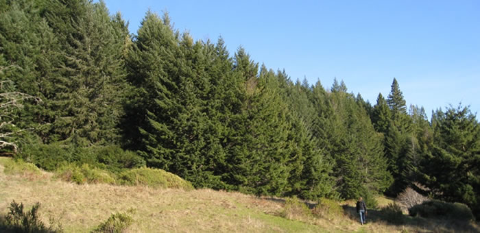 The Four Corners property is covered with redwoods.