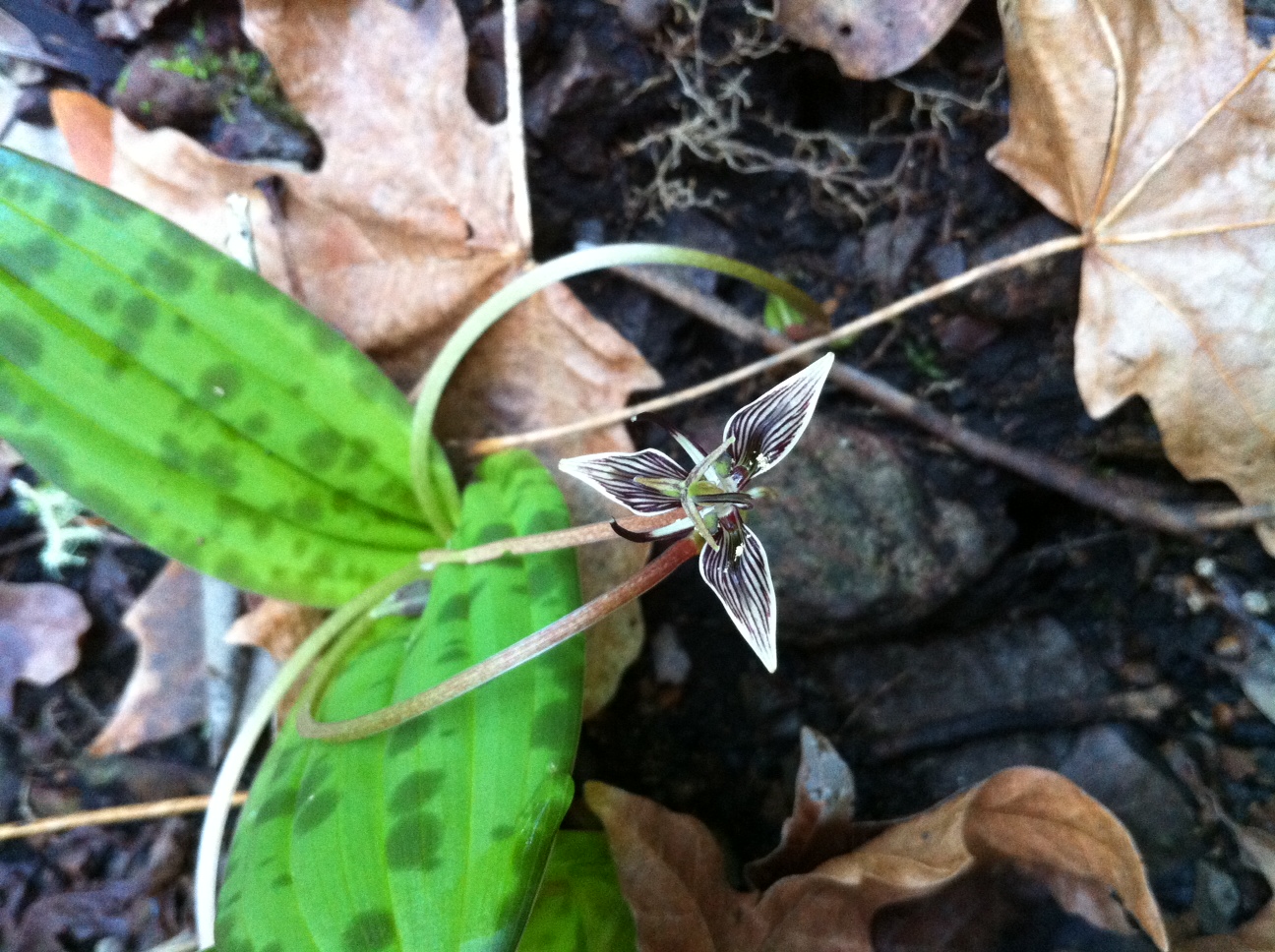 Fetid Adder's Tongue is an early blooming wildflower in the coast redwood forest.