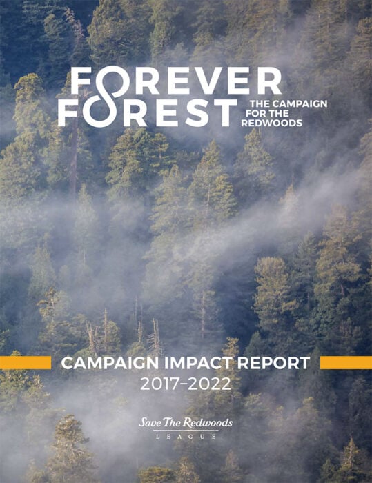 Forever Forest Report