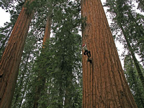 RCCI researcher Cameron Williams climbs a large Sequoiadendron at Giant Forest in Sequoia National Park. Photo by Anthony Ambrose
