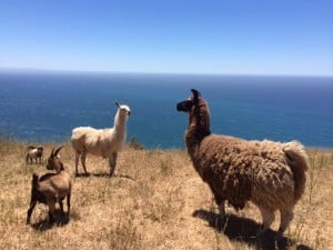 Two guard-llamas protect the goats from predation.