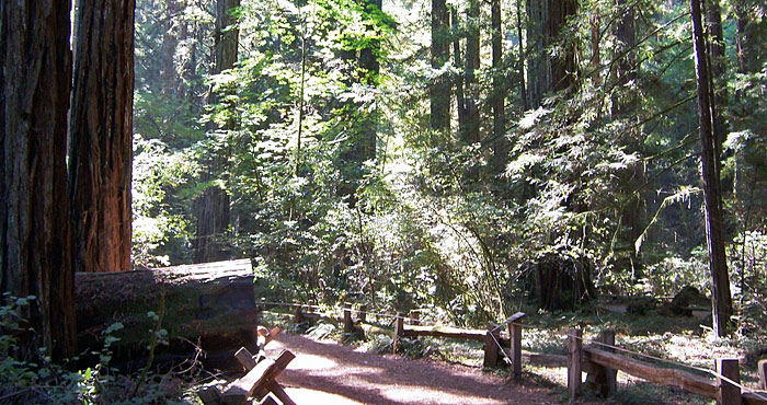 Armstrong Redwoods