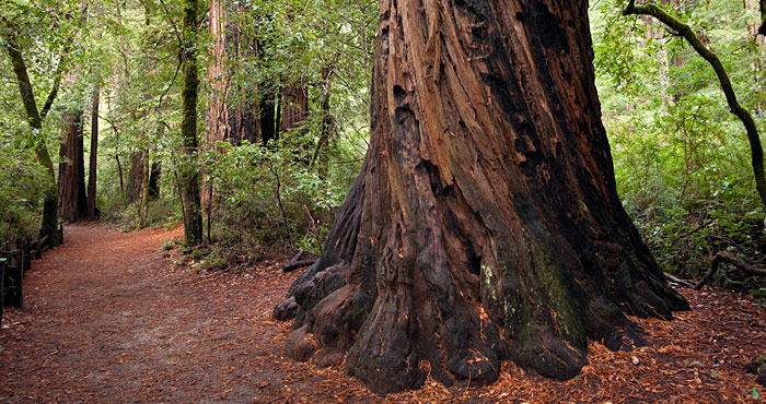 Big Basin