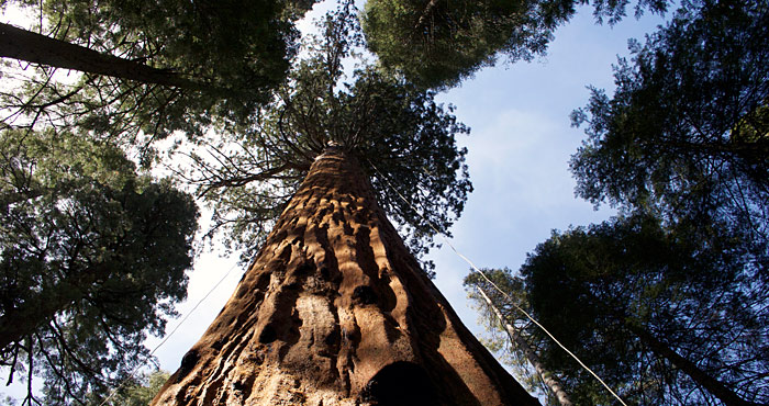 Calaveras Big Trees State Park. Photo by Julie Martin