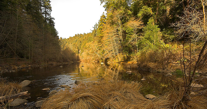 Henry Cowell Redwoods State Park offers recreation among a diverse landscape of beautiful forests, meadows and lush stream canyons. Photo by Jim Bahn, Flickr Creative Commons.