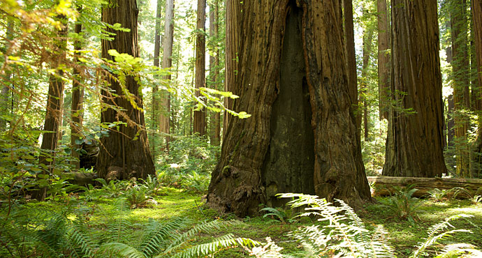 Photo by Humboldt State University