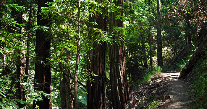 Photo by Save the Redwoods League