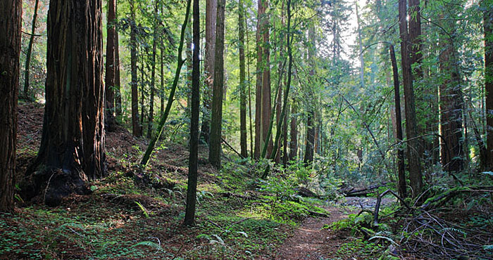 Portola redwoods