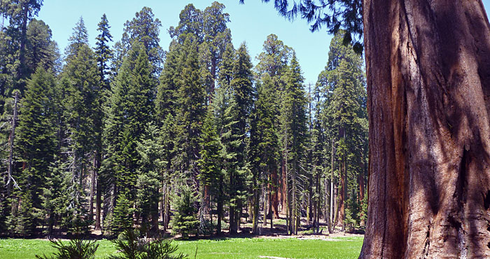 Photo by Save the Redwoods League