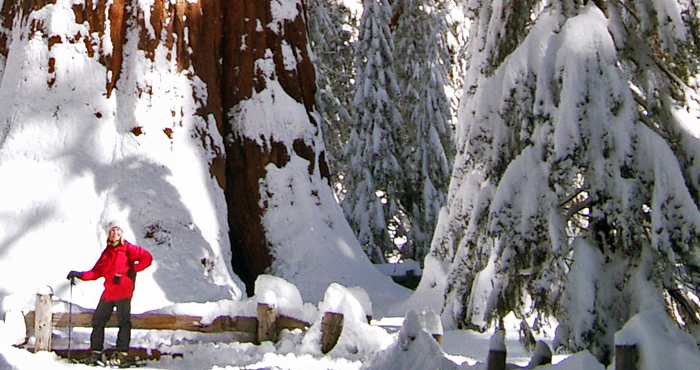 General Sherman Tree