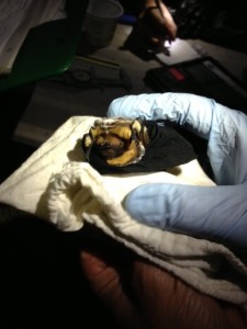 A migrating hoary bat displays golden fur on its head while cupped in a researcher's hand.