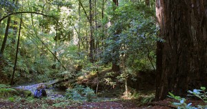 Portola Redwoods State Park.