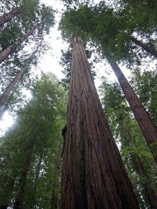 Founders Grove, Humboldt Redwoods State Park