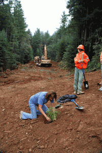 We're trying a variety of restoration techniques at Mill Creek.