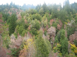 Tanoak mortality in Humboldt County. Photo Credit, Yana Valachovic, UCCE Humboldt County 