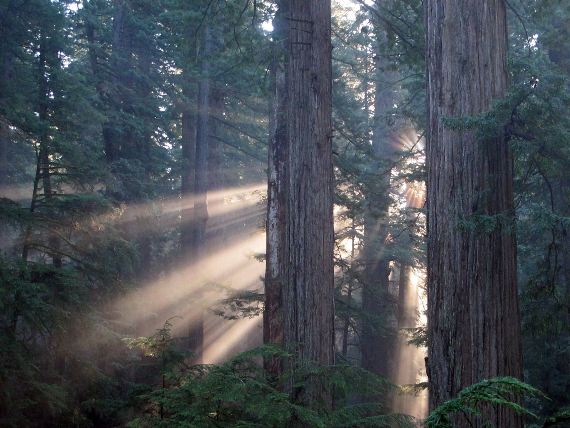 Sun filters through the Cathedral-like coast redwood forest of Jedediah Smith Redwoods State Park. Photo by Stephen Sillett.