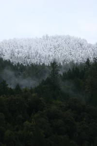 What will happen to snowy mountains in a changing world? What about redwoods? Photo by Julie Martin