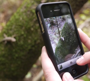 Smartphones enable volunteers to record observations of plants and animals they see. These data contribute to large datasets mined by scientists to understand where populations of organisms are thriving today and track their movements over time. Photo by Michael Limm.