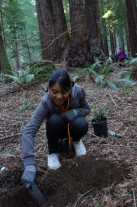 Sixth graders in LandPaths' environmental education program work to restore the redwood forest.