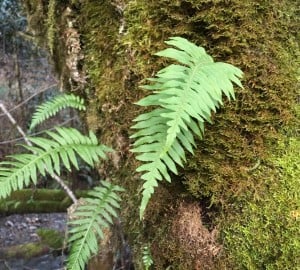 Licorice ferns in Prairie Creek Redwoods State Park.
