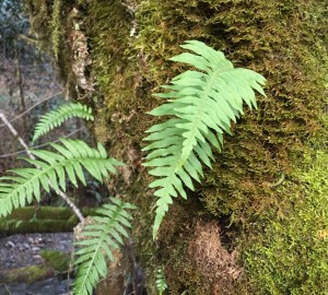 Licorice ferns in Prairie Creek Redwoods State Park.