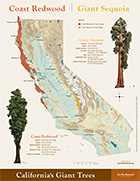Save the Redwoods League Education Publications: Coast Redwood and Giant Sequoia Map Poster