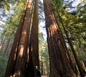 Some of the towering redwood giants at Memorial Park. Photo by Paolo Vescia.