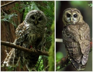Barred owl on left, spotted owl on right.