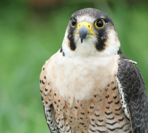 Peregrine falcon. Photo courtesy Oregon Fish & Wildlife Service.