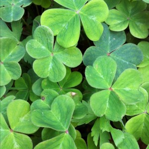 Delicate leaves of Redwood Sorrel in the shade of the coast redwoods.