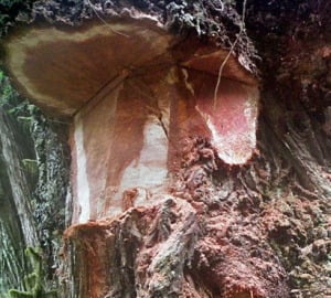 Burls were cut from this old-growth redwood.