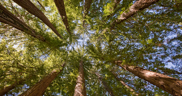 You can help protect Peters Creek Old-Growth Forest (pictured), a rare ancient  forest in the Santa Cruz Mountains. Photo by Paolo Vescia