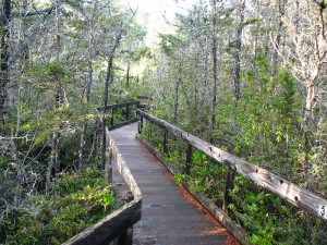 A pygmy forest at Van Damme State Park in Mendocino County looks young, but it's not. Photo credit: David Berry, Flickr Creative Commons