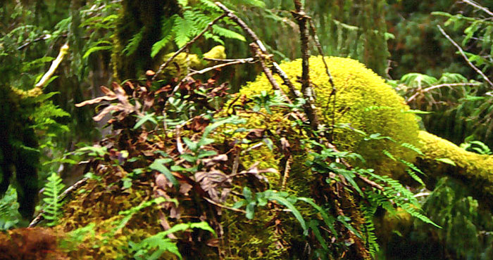 Sitka Epiphytes.