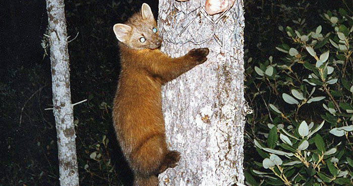 Humboldt Marten.