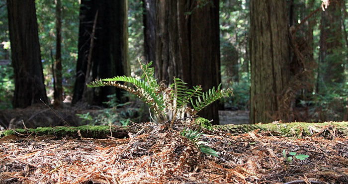 Redwood Soil Microbes Can Adapt to Climate
