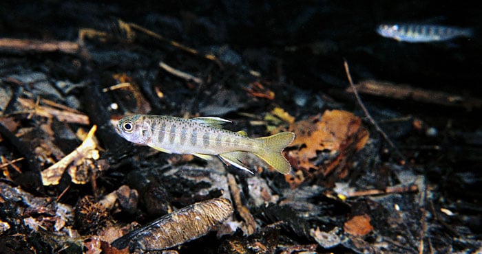 Juvenile coho salmon. Photo by Roger Tabor, USFWS