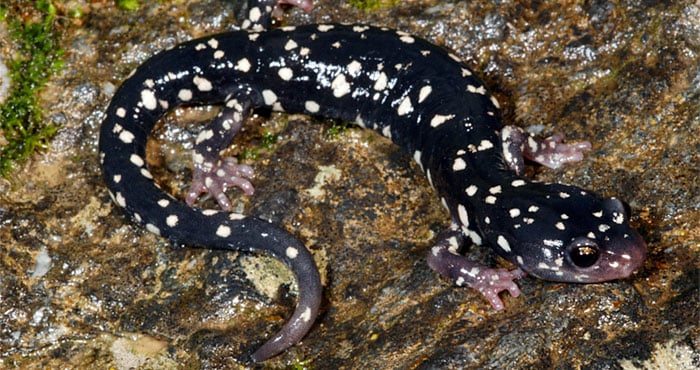 Large spotted A. flavipunctatus are found in southern inland Mendocino and Lake counties. Photo by M. Mulks