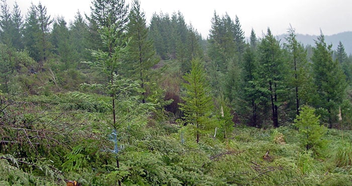 In Mill Creek forest, tree removal experiments explored how to bring old-forest features (such as giant redwoods and diverse plants and animals) to young forests like this one as quickly as possible. Photo by Kevin L. O'Hara