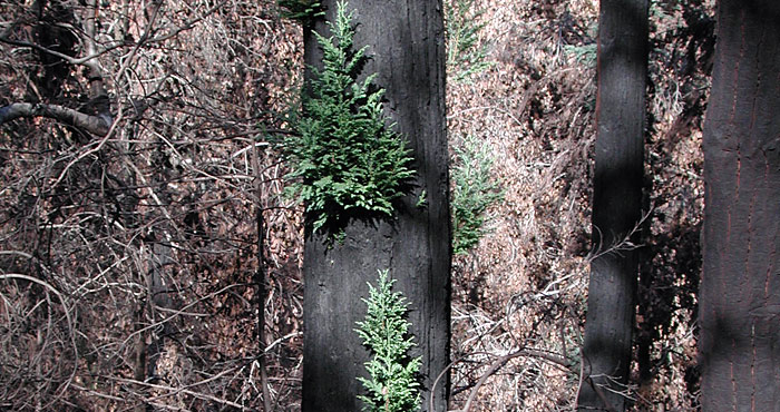 One year after a wildfire, burnt redwoods regrow foliage. Photo by Benjamin S. Ramage