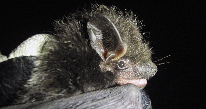 Silver-haired bats mate in redwood forests. Photo by Theodore J. Weller