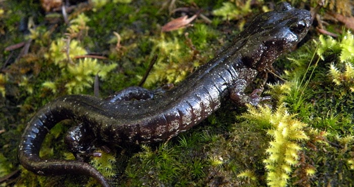 Wandering salamander. Photo by Dan Portik