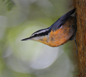 You may see a red-breasted nuthatch at Memorial Park this Saturday!